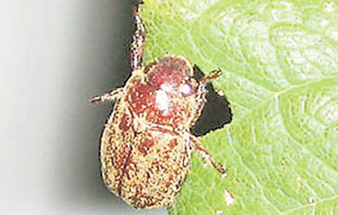 Chinese Rose Beetles Do Damage After Sundown