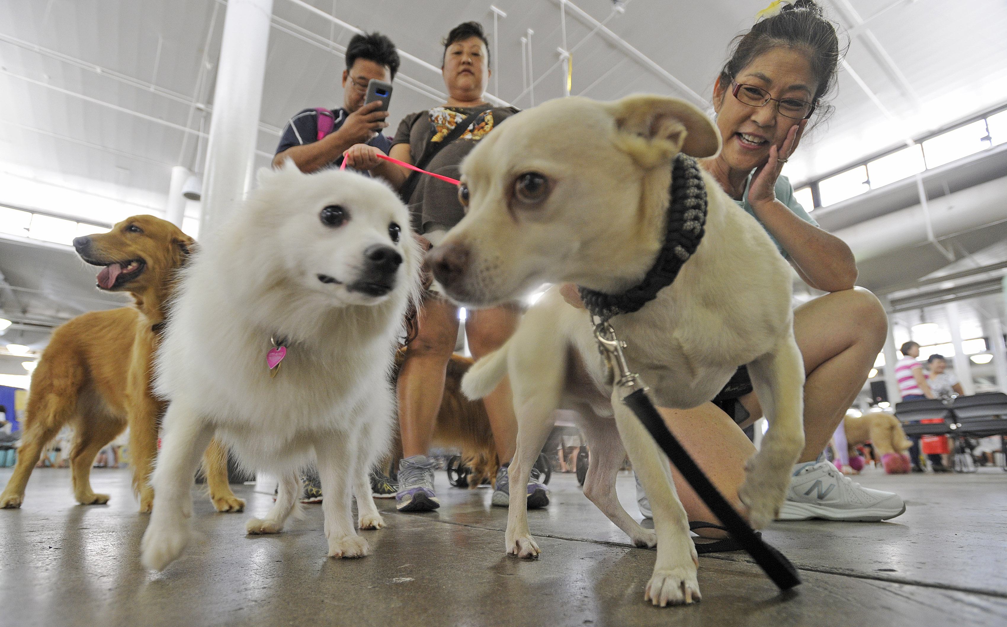 hawaii-pet-expo-2017