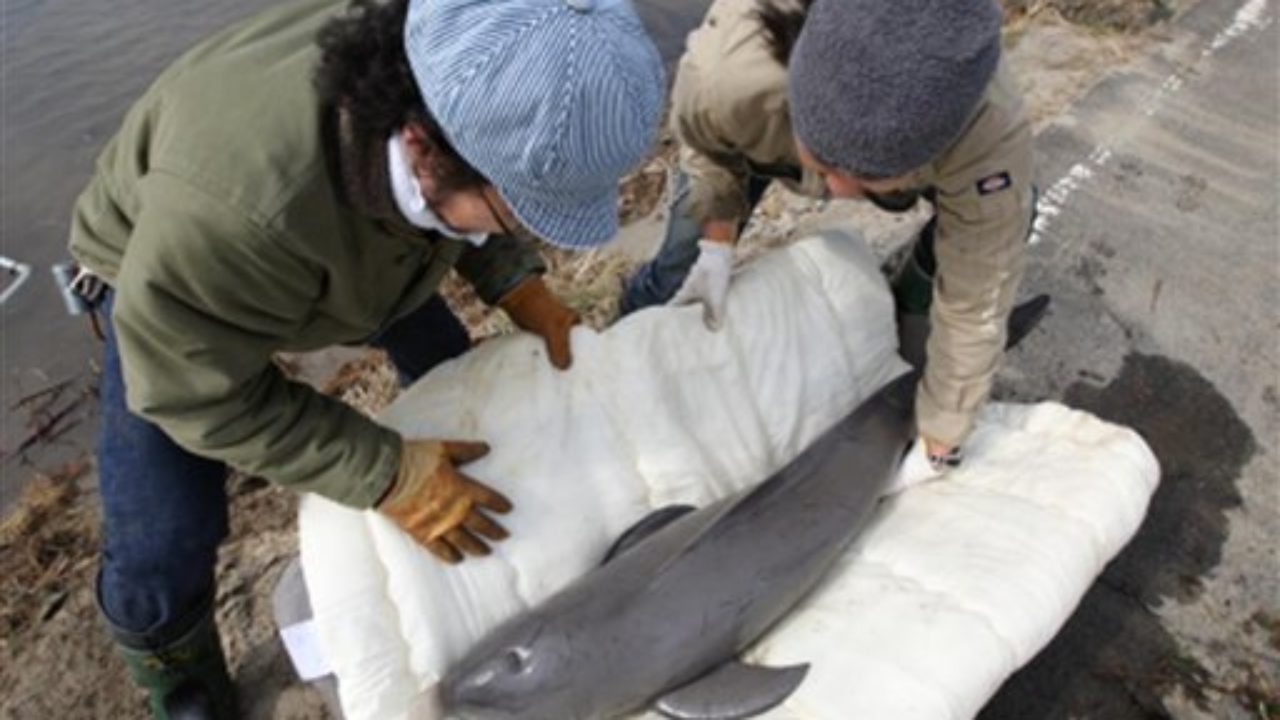 Porpoise Left By Tsunami In Rice Paddy Back To Sea Honolulu Star Advertiser