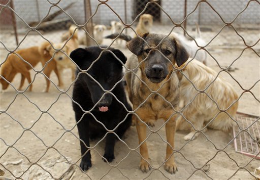 China Dogs’ Rescue Shows Growing Animal Activism 