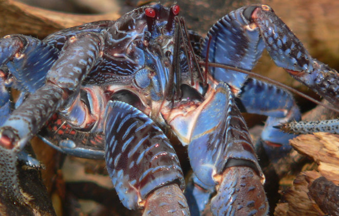 Coconut crab in the road no monster, merely thirsty | Honolulu Star ...