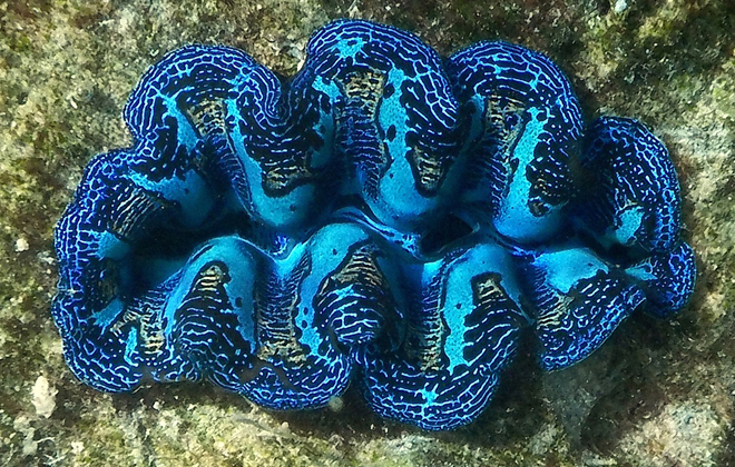 palau giant clams