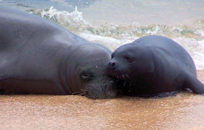 Garden Island Newspaper Offers 10 000 Reward To Find Monk Seal