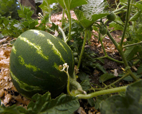 A solo watermelon tastes best chilled, served in thick slices ...