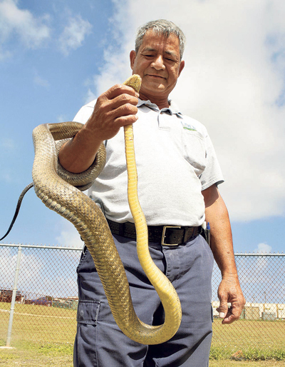 Mouse Drop Targets Guam S Brown Tree Snake Infestation Honolulu