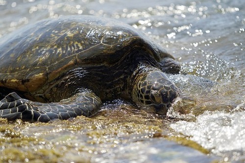 Sea turtles' threatened status under review | Honolulu Star-Advertiser