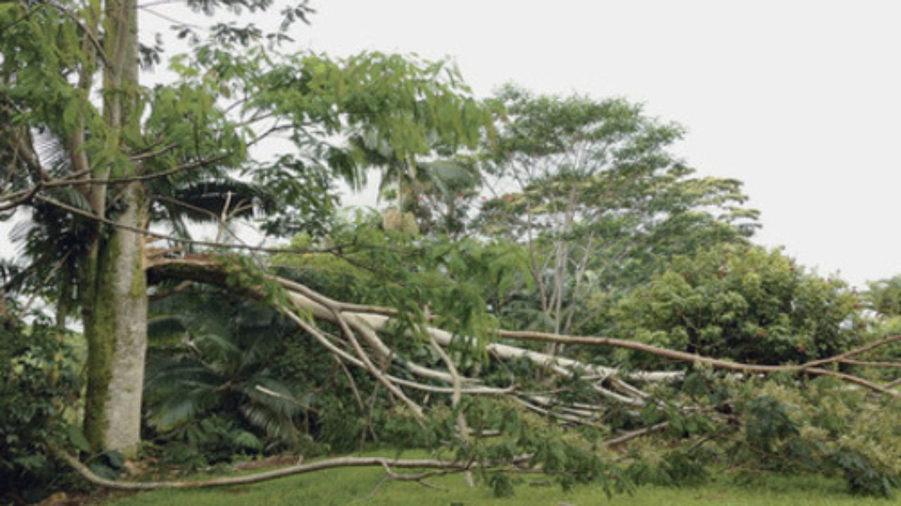 Albizia S Falling Limbs Have Hilo Resident Up A Tree Honolulu Star Advertiser