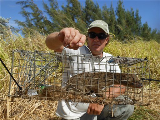 Mongoose captured on Kauai for the first time