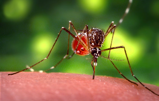 Two Cases Of Dengue Fever Confirmed On Hawaii Island | Honolulu Star ...