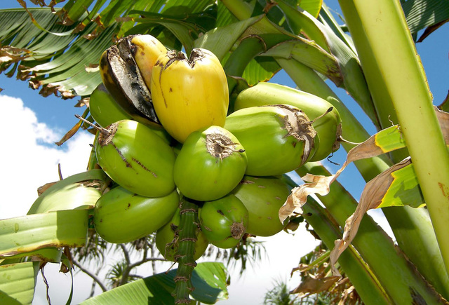 Ark Of Taste Catalogs Endangered Food Honolulu Star Advertiser