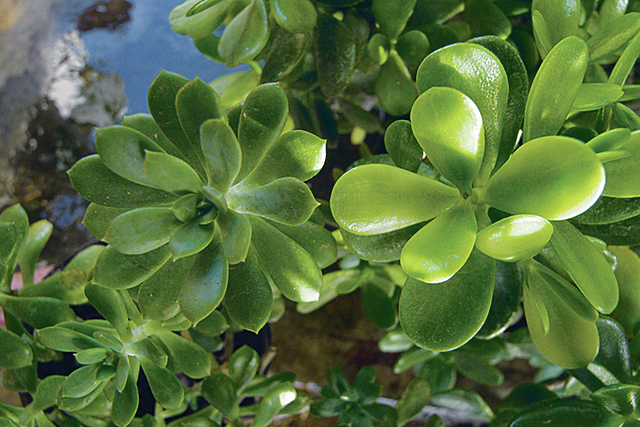 Houseplants teach children how to care for living things | Honolulu  Star-Advertiser