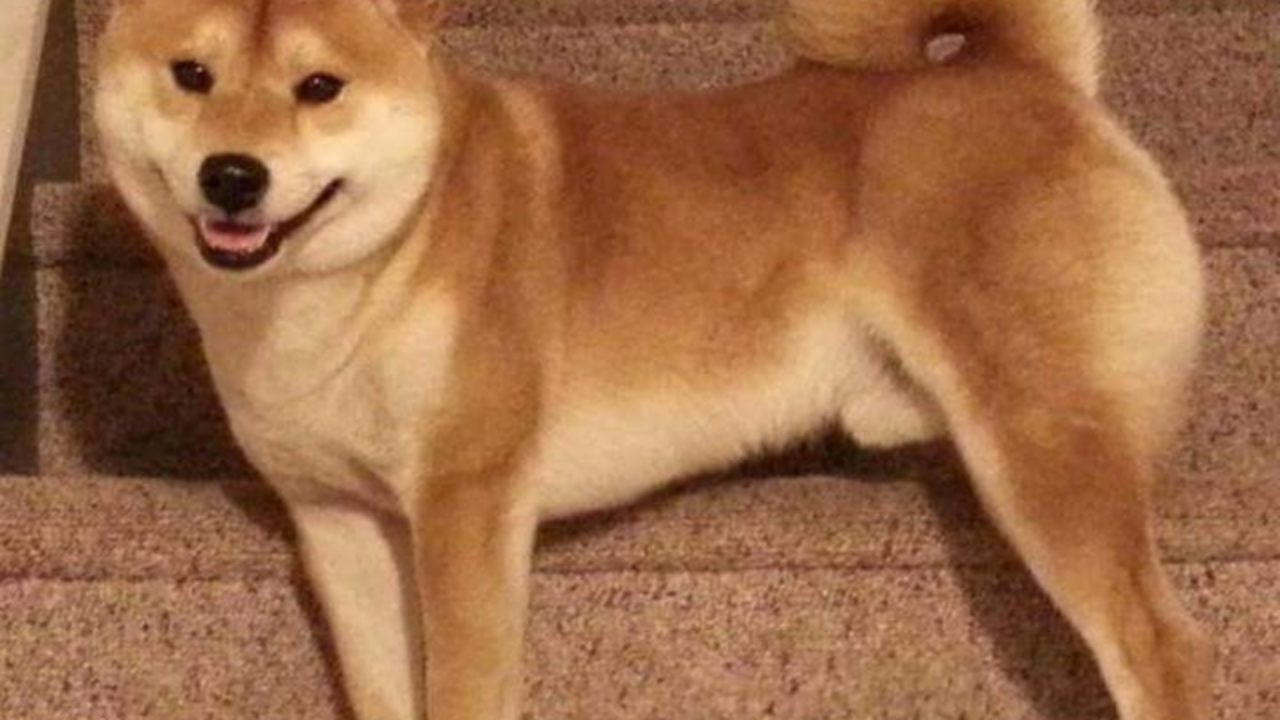 Tomi Takes A Bow At Westminster Shiba Inu Saved Family From Fire Honolulu Star Advertiser