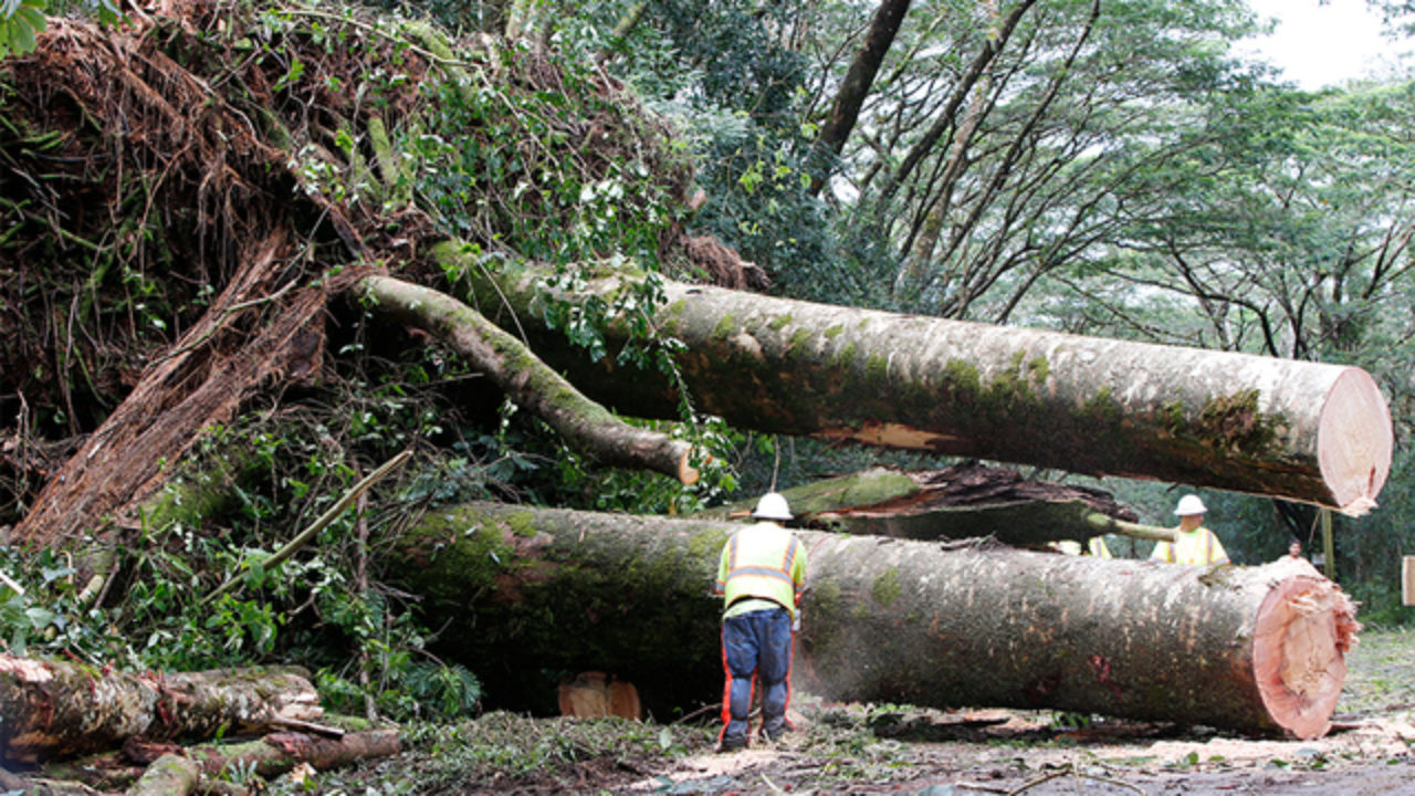 Bills Aim To Combat Invasive Albizia Trees Honolulu Star Advertiser