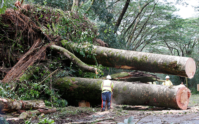 Bills Aim To Combat Invasive Albizia Trees Honolulu Star Advertiser