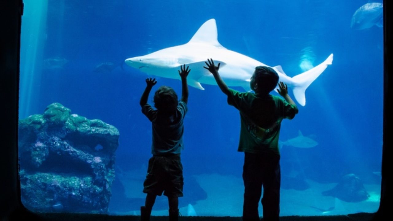 Tickets, Prices & Discounts - Maui Ocean Center - Aquarium of Hawai'i  (Maalaea)