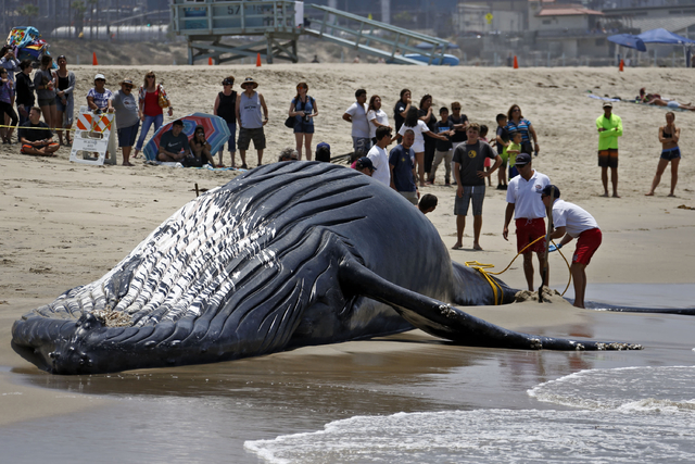 Dead whale towed off Los Angeles beach ahead of holiday | Honolulu Star ...