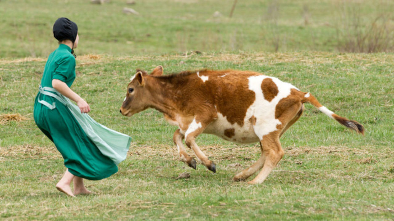 Mennonite Farm Girls Porn - Amish kids help scientists understand why farm life reduces the risk of  asthma | Honolulu Star-Advertiser