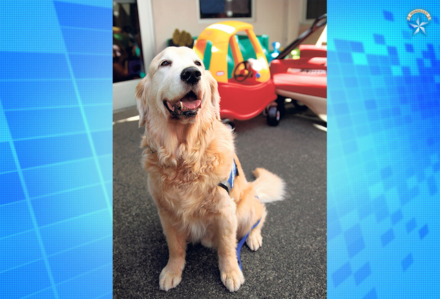 Hospital mourns death of beloved therapy dog