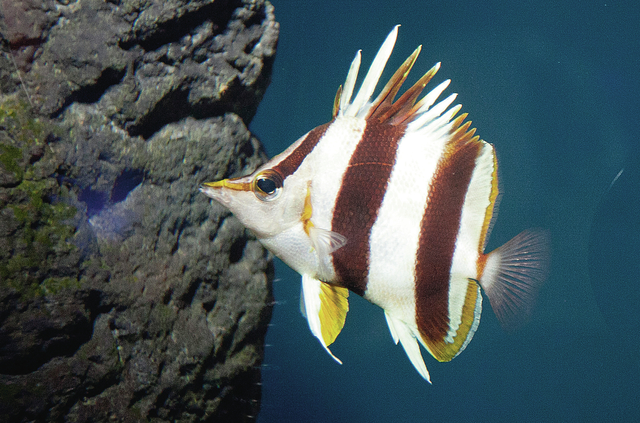 First Hawaiian Hogfish (Tableboss). Took some invasive Roi off of the reef  as well. Great day in the water, and a better one at the dinner table. : r/ Spearfishing