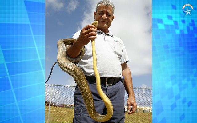 Brown Tree Snake Could Pose Costly Threat To Hawaii Honolulu