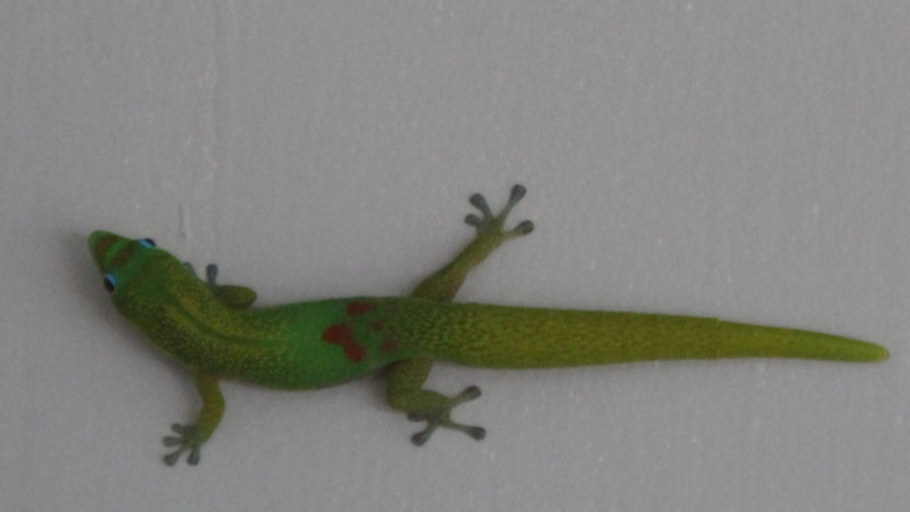 Geckos Could Pose Hazard As Salmonella Carriers Honolulu Star Advertiser