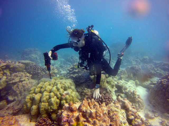 Scientists Report Signs Of Life In Pacific Coral Reef Hurt By El Nino 