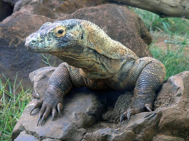 Komodo Island offers adventurers a look at the huge lizards | Honolulu ...