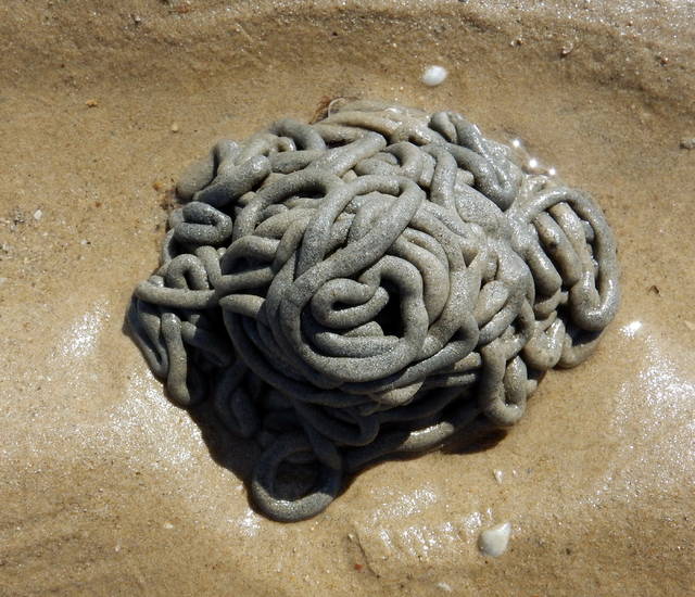 Grotesque acorn worm helps clean sand in sea