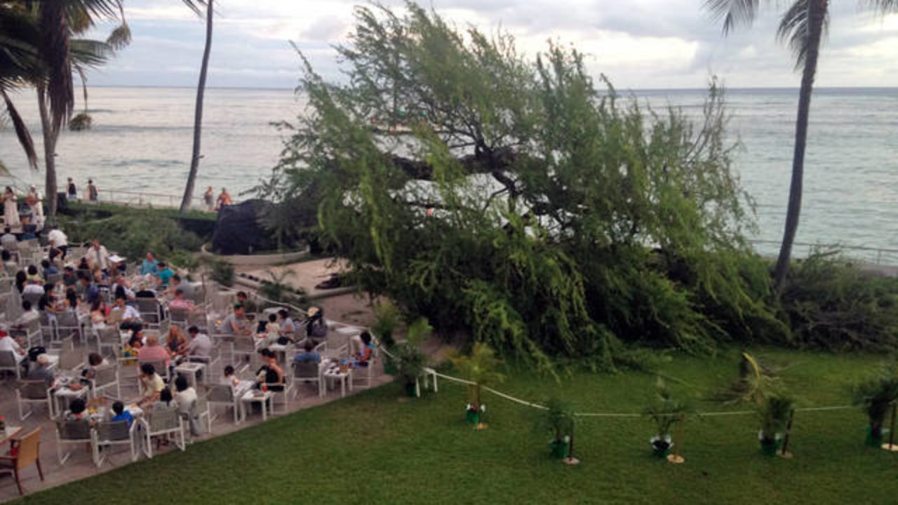 Halekulani Alumni Pleased To See Fallen Tree Sprouting Honolulu Star Advertiser