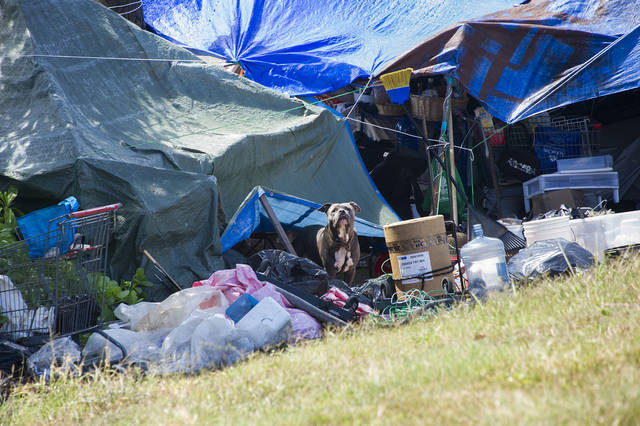 Kakaako Waterfront Park to close indefinitely as homeless population ...