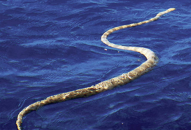 Sea snakes seen sunning amid Great Barrier Reef | Honolulu Star-Advertiser