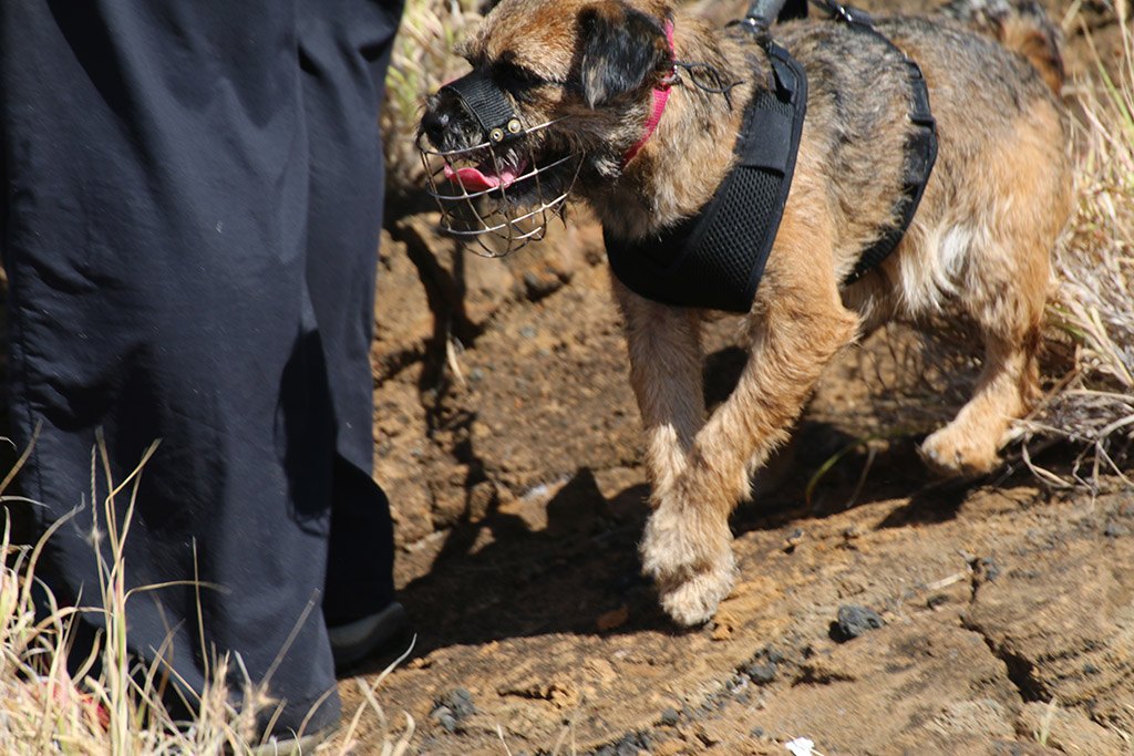 Photos of dogs deployed to find rats on Lehua island | Honolulu Star ...