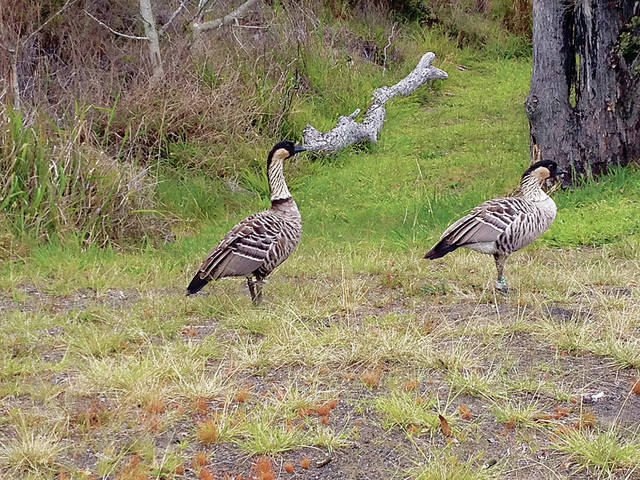 Endangered species get boost from pact with Kamehameha Schools