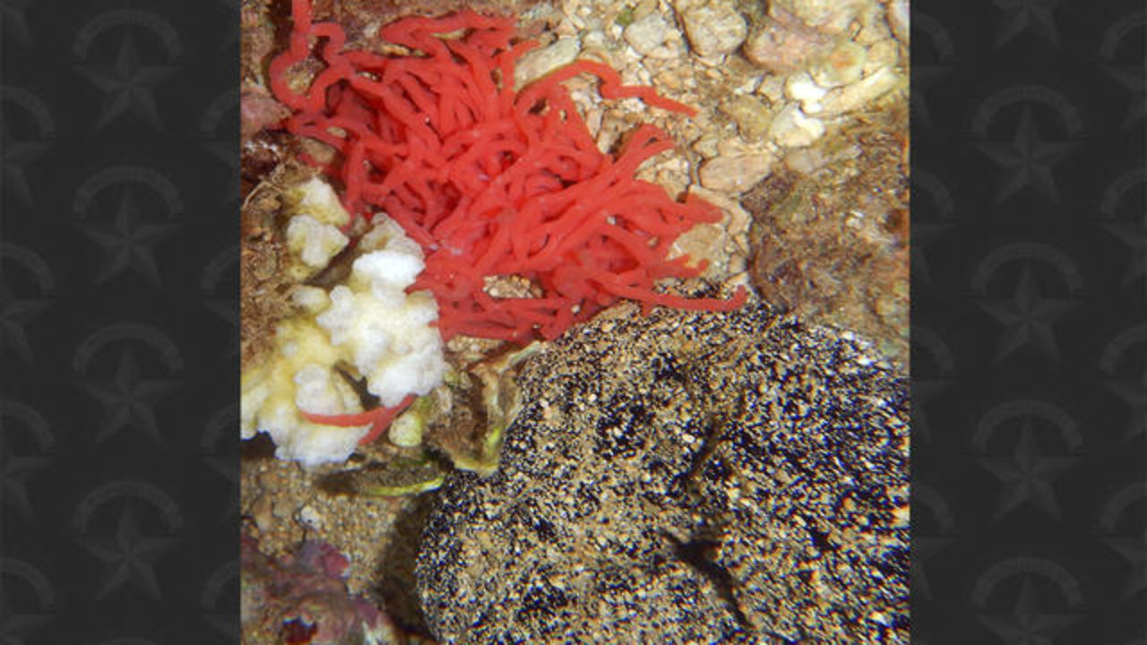 Ocean Watch Red squiggly mass offers insight into sea cucumbers Honolulu Star-Advertiser pic