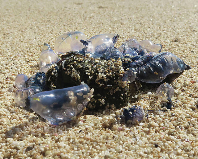 Ocean Watch Jellyfish Arrive On Schedule Blue Bottles Less Predictable Honolulu Star Advertiser