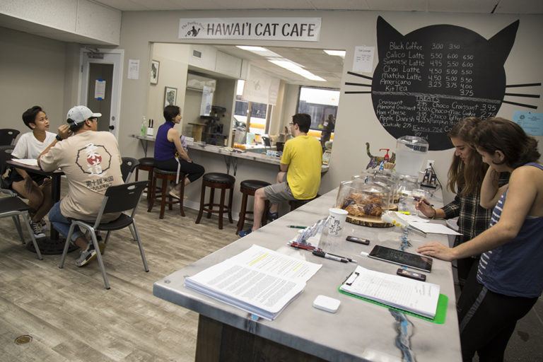 Hawai i Cat  Cafe  opens in Honolulu  Honolulu  Star Advertiser