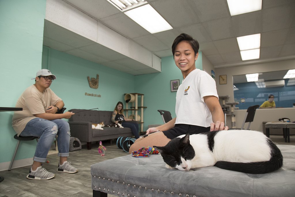  Hawai i  Cat  Cafe  opens in Honolulu Honolulu Star Advertiser