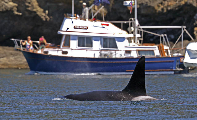 Group calls for moratorium on Seattle boat tours of endangered orcas ...