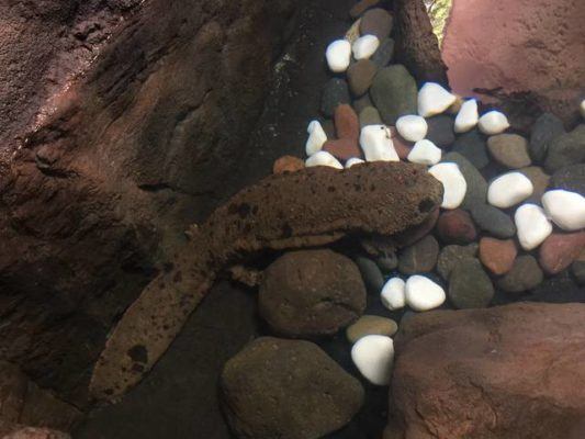 the salamanders and zoo island tomas rivera