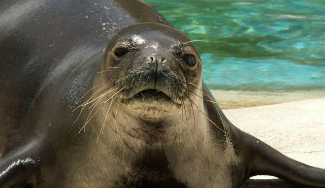 endless ocean wiki heal the monk seal