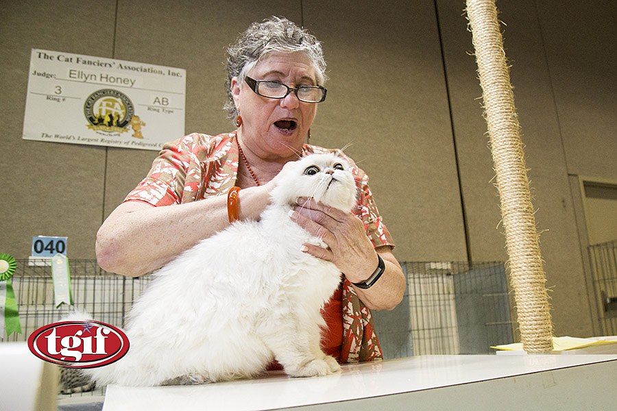 Hawaii Cat Fanciers' Association Championship | Honolulu ...