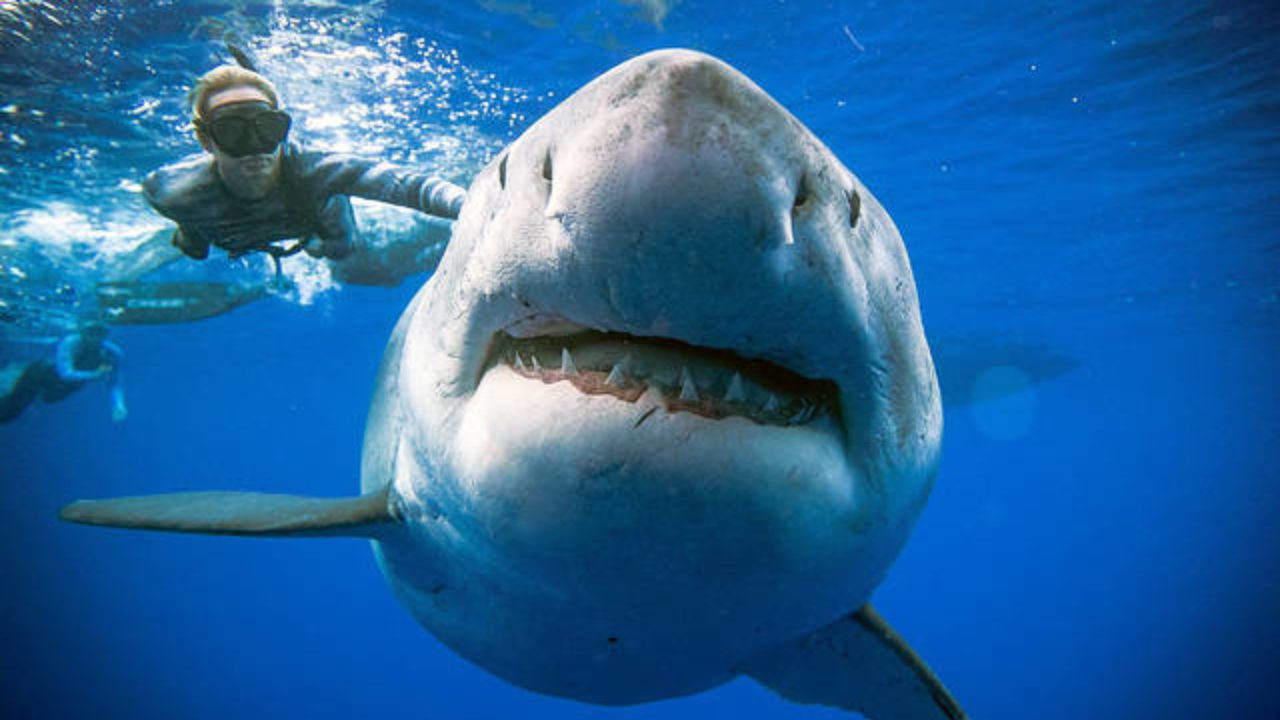 Great white sharks may have wiped out the biggest shark in history