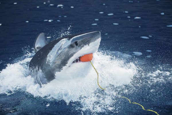 Star-Advertiser photographer embarks on journey to capture great white ...