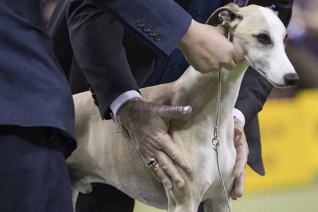 Whiskey the whippet is top favorite for best in show at Westminster ...