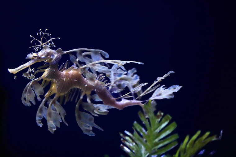 Out Of This World Sea Dragon Exhibit Opens In San Diego