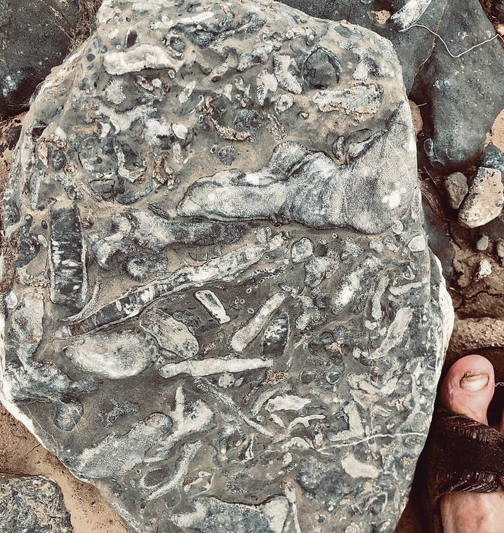 ocean fossils