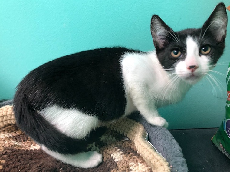  Cats  and kittens available for adoption  on Oahu this 