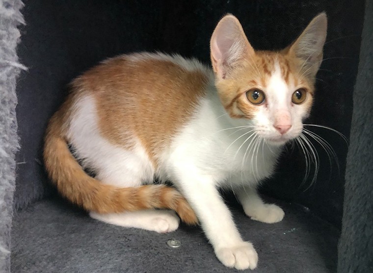  Cats  and kittens available for adoption  on Oahu this 