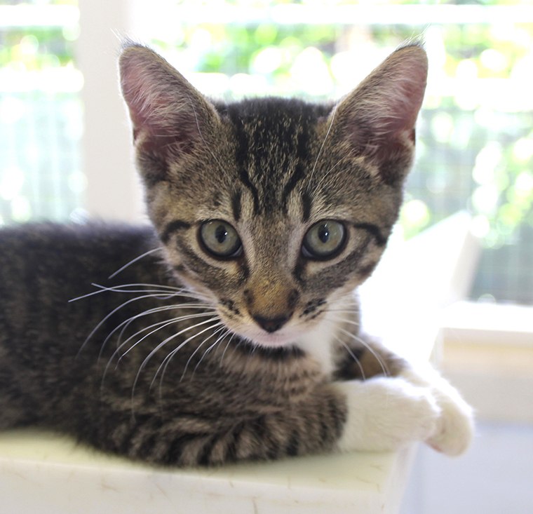  Cats  and kittens available for adoption  on Oahu this 