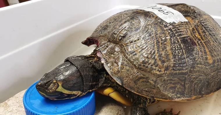 Animal rescue group needs discarded bras for injured turtles | Honolulu ...